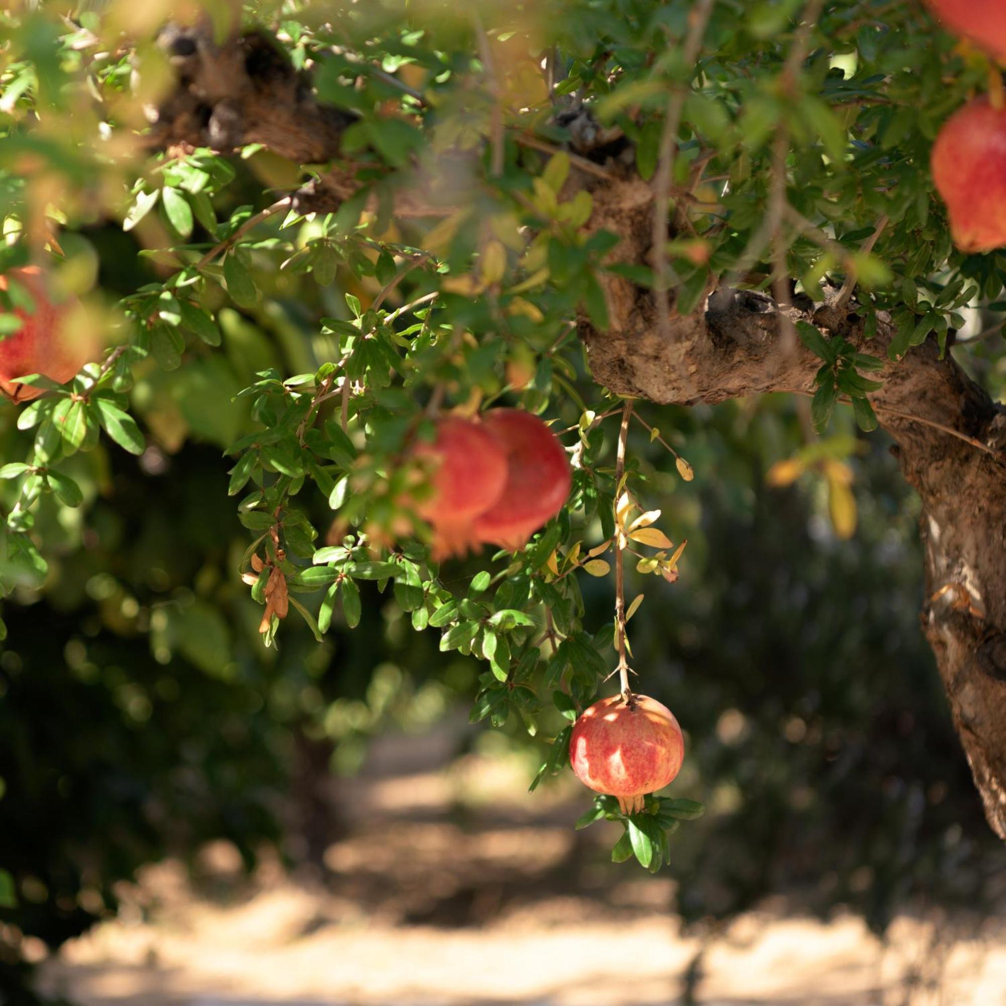 Asterias Village Hersonissos  Luaran gambar